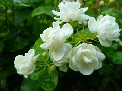 霍垣 江心 白色有香味的花